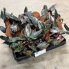 PHILODENDRON  9 CM PINK MARBLE 1X14